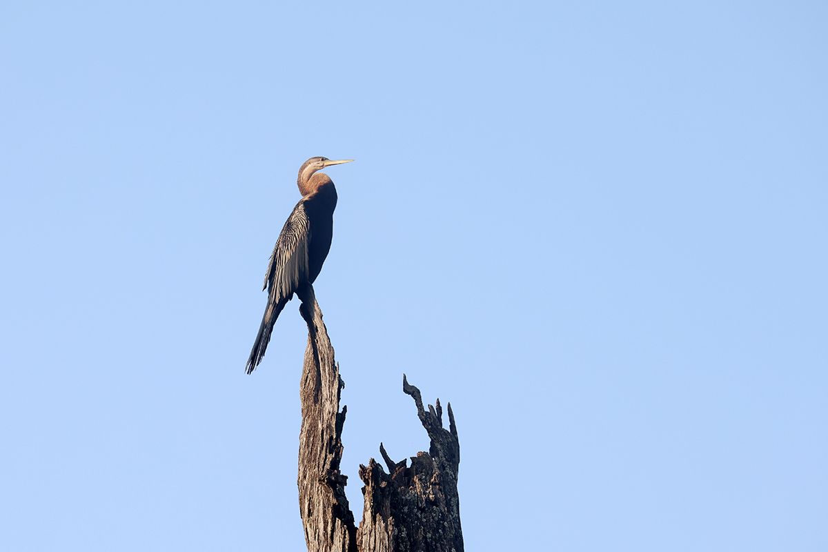 African Darter